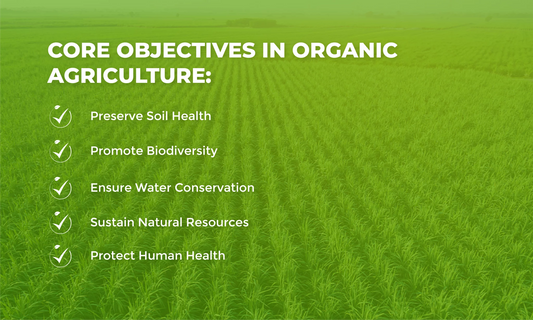 Organic Farming Methods Redefined At AsmitA Organic Farms