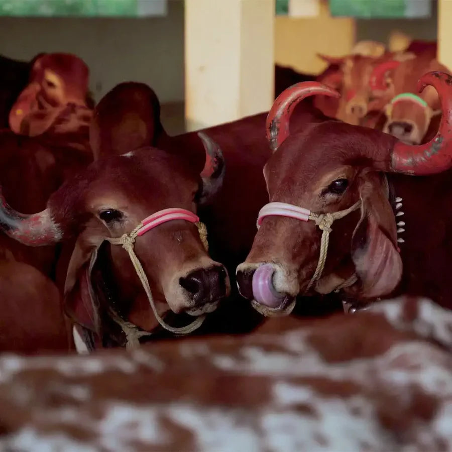 A2 Ghee from milk of Gir Cows