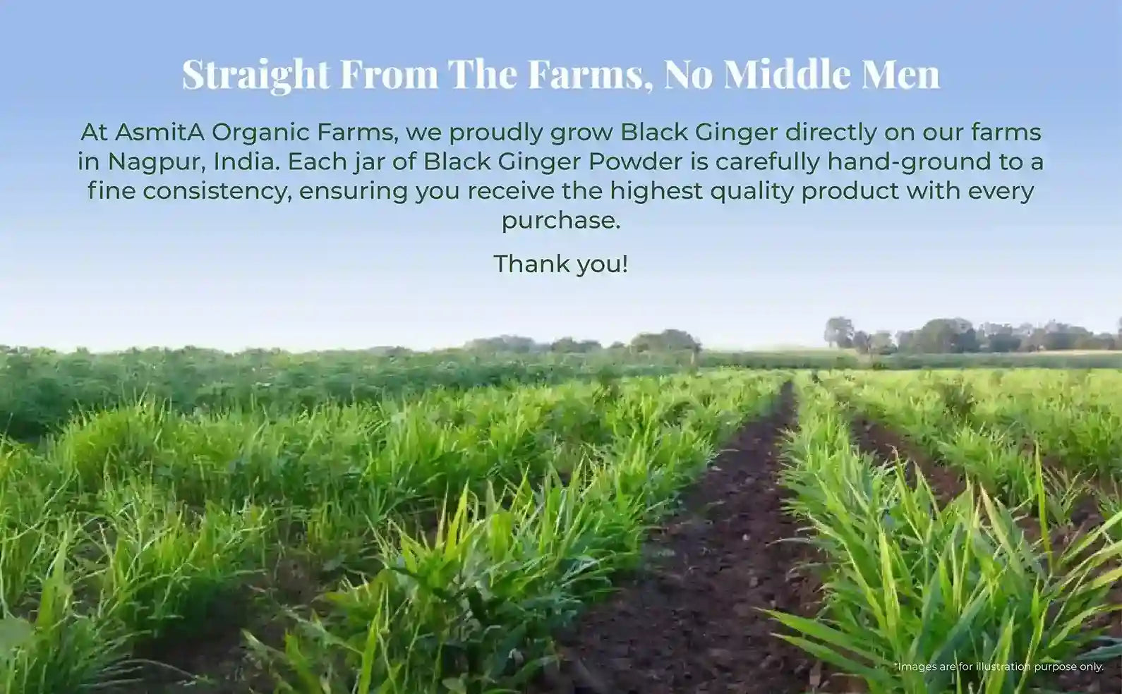 A lush black ginger farm in Nagpur, India, emphasizing the product’s direct farm-to-consumer quality and no middlemen approach.