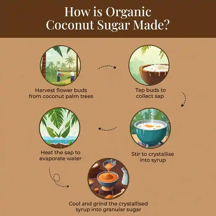 Infographic showing the process of making organic coconut sugar, from harvesting sap to crystallizing.