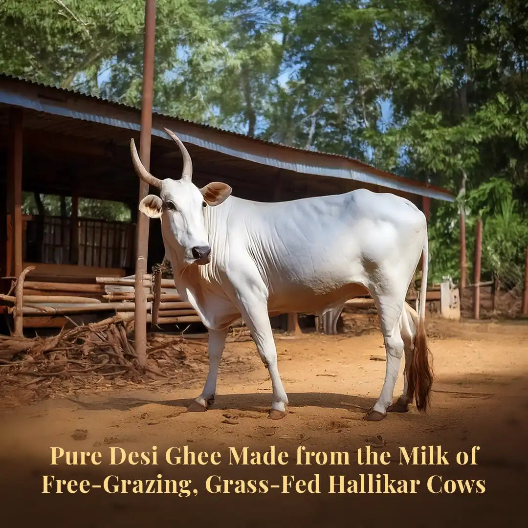 Grass fed Hallikar cow
