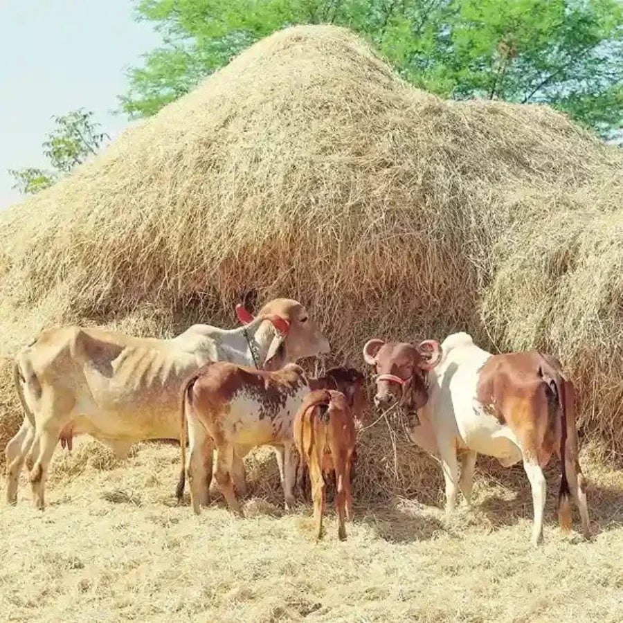 Gir cows and calves grazing near a large stack of hay in a sunny, rural setting.