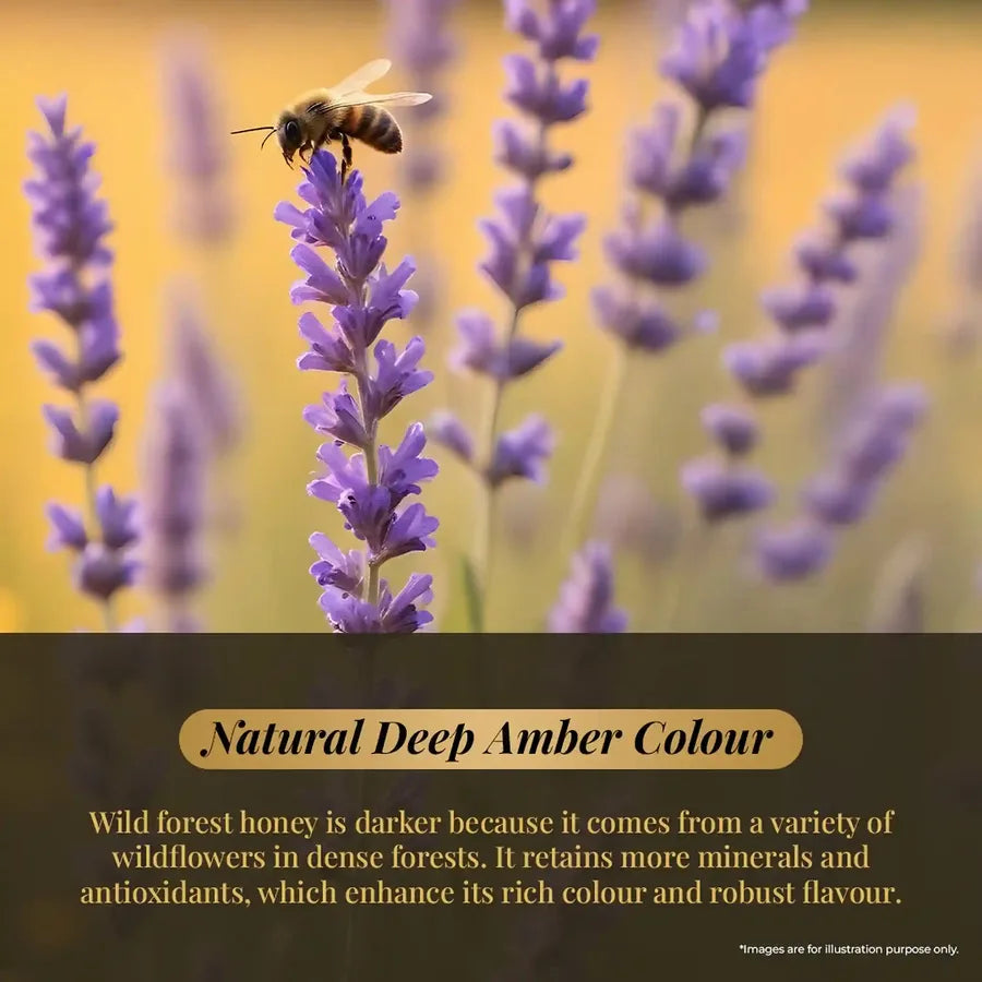 A bee sitting on a lavender flower, highlighting the natural deep amber color of wild forest honey.