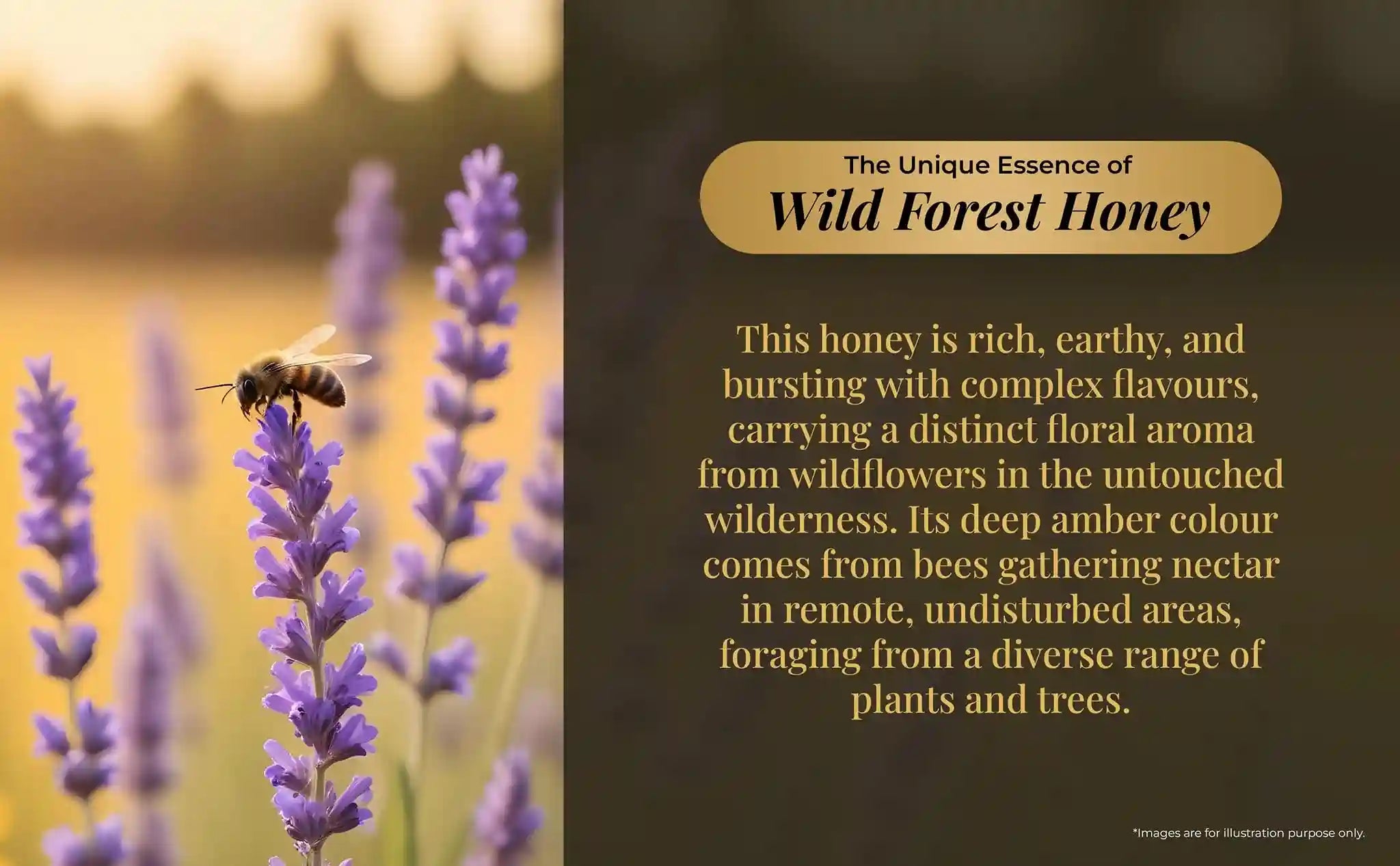 Text over a wooden texture explaining why Wild Forest Honey is unique, emphasizing its sourcing from Gujarat's wildflowers for a rich, complex flavor.