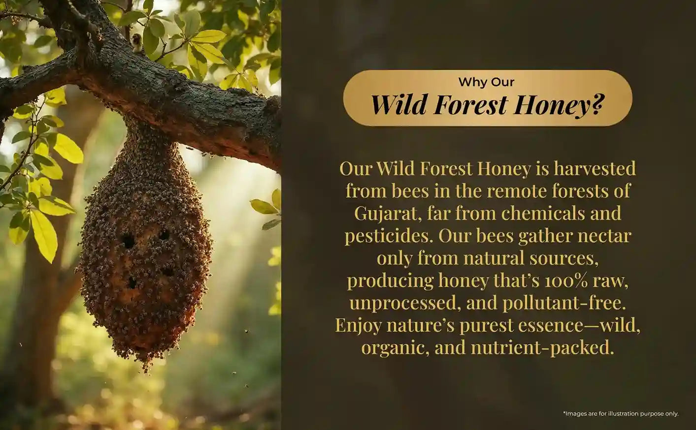 A natural honeycomb hanging from a tree branch, paired with text explaining the raw, organic sourcing of Wild Forest Honey from Gujarat.